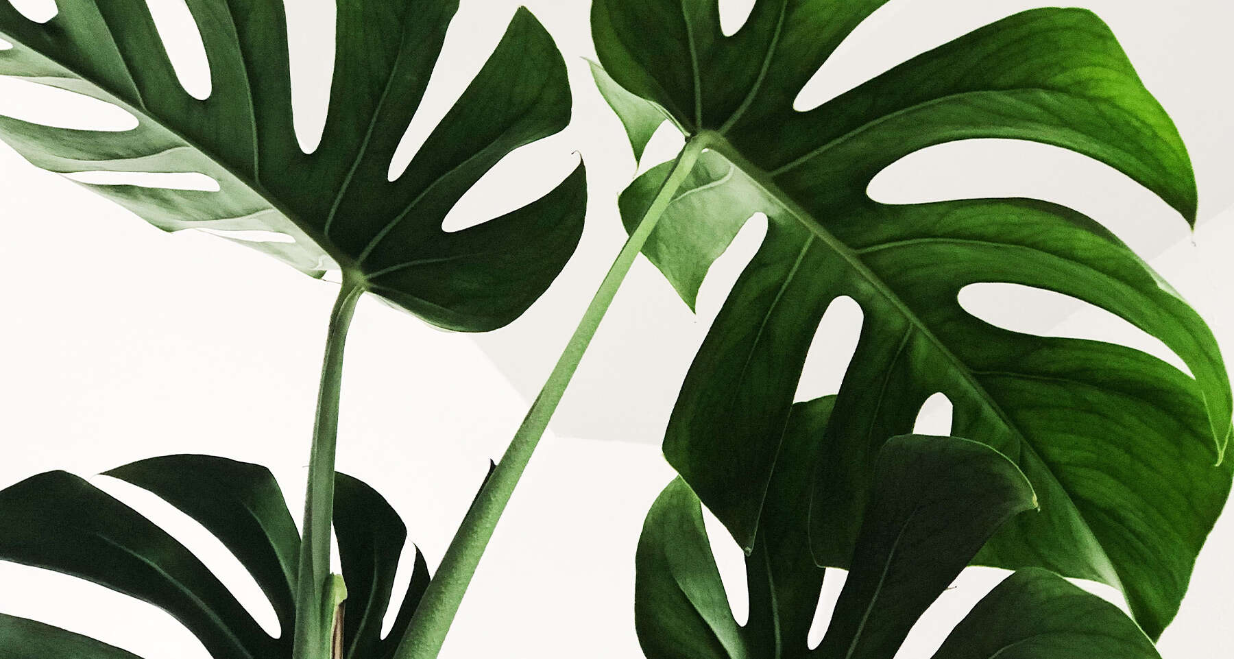 Monstera plant leaves against a white background.