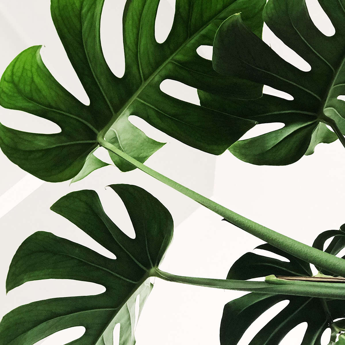 Close-up of vibrant green monstera leaves with natural light.