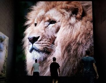 Lion Video wall (1)